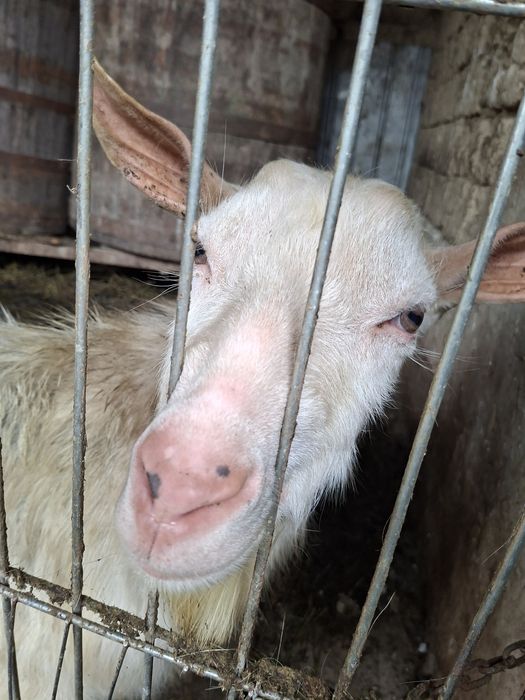 Se vinde capre,țap,ieduți rasa  Saanen