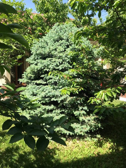 Бельгийская голубая ель