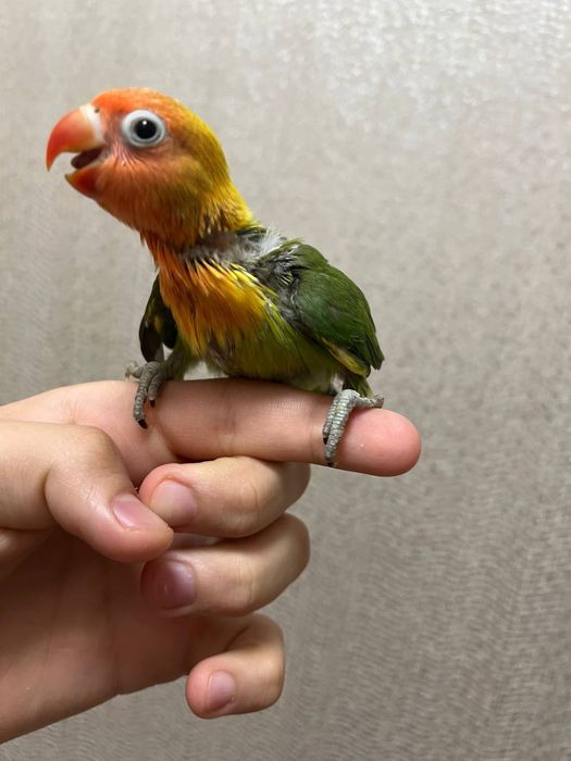 Ruchnoy popugay sotiladi