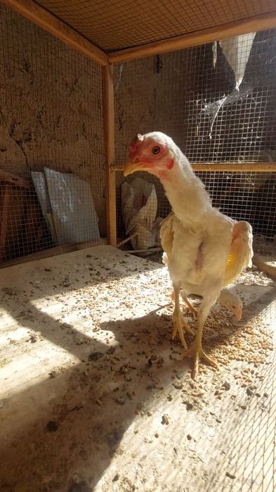 1+1 Ko shamo joʻjalari sotiladi