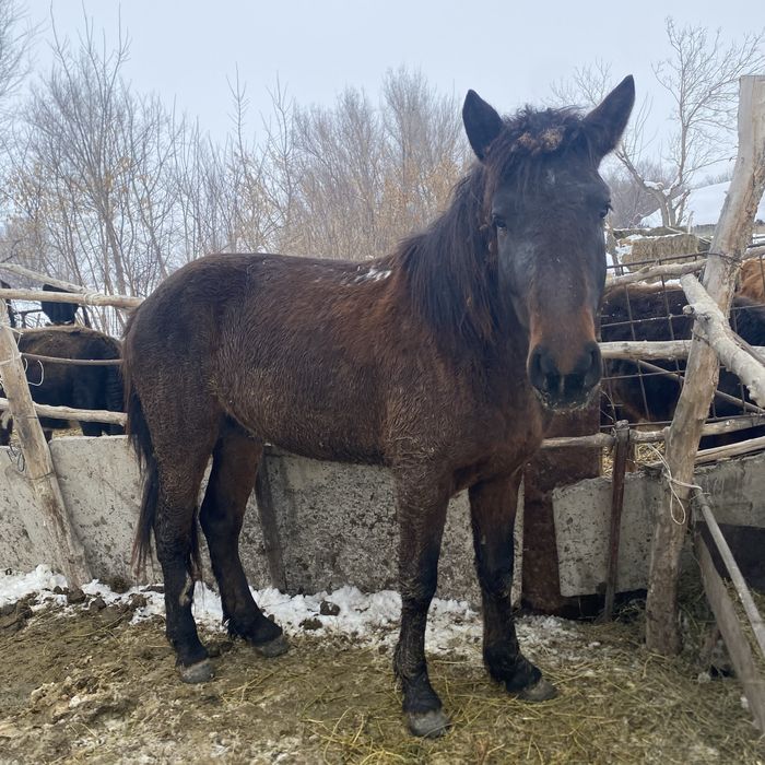 Жылқы айғыр байланған