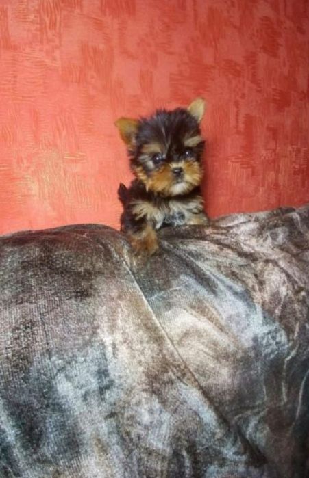 Продам щенков йорка