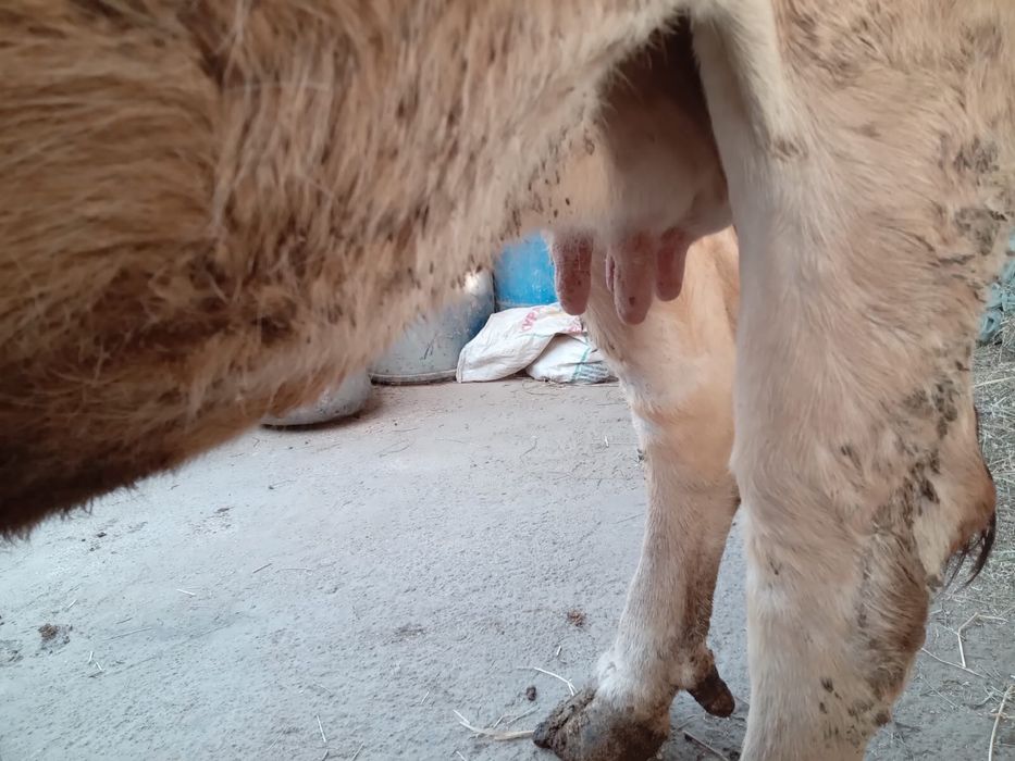 Продам дойную корову