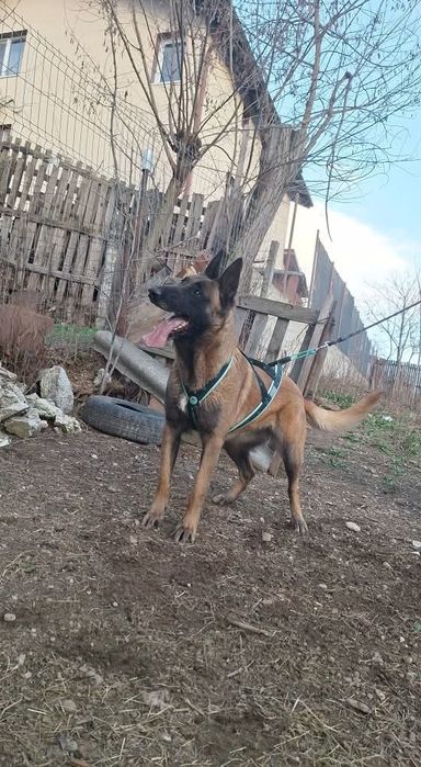 Femela Ciobanesc belgian malinois