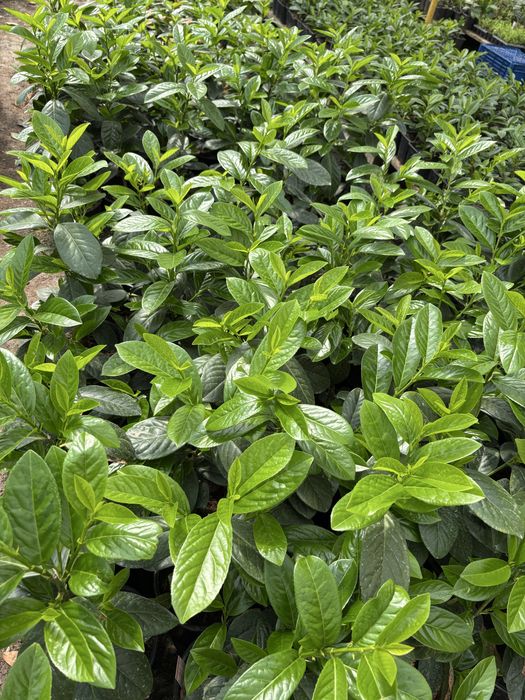 Prunus Laurocerasus (laur englezesc)