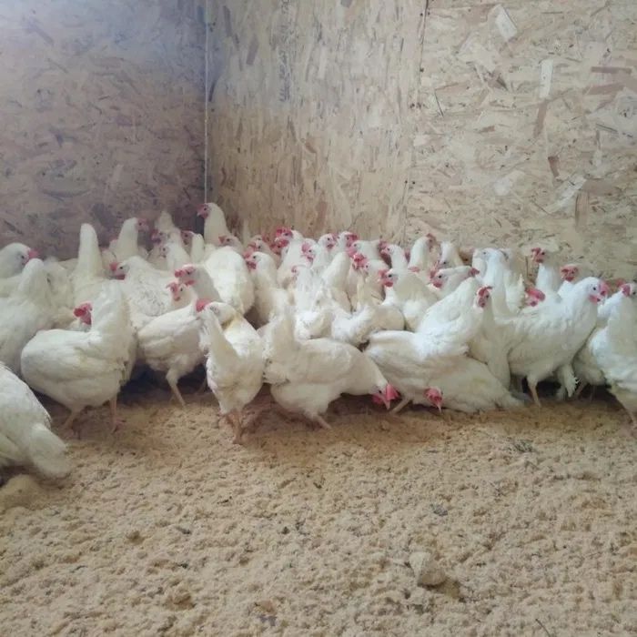 Продам курей несушек яйценоскость отличная