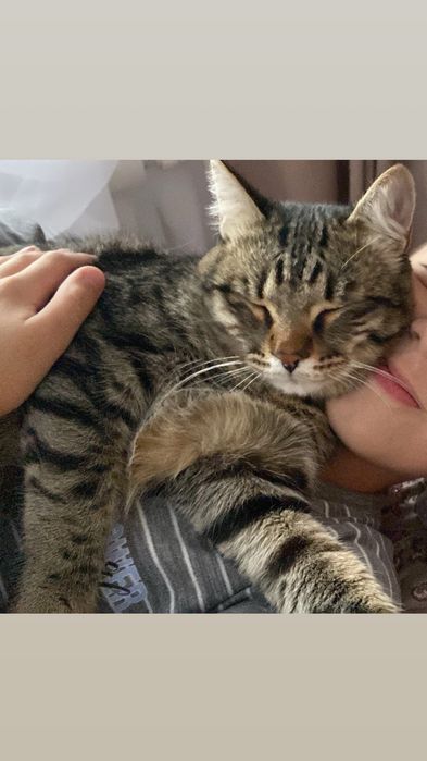 Отдам кота в хорошие добрые руки!