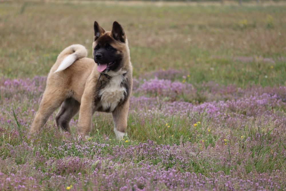 Femela akita american
