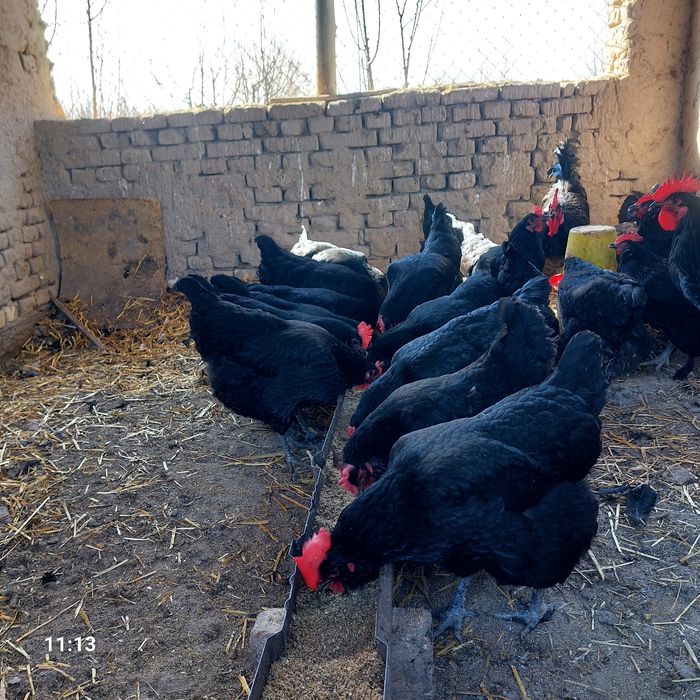 Qora shahzoda  tuxumlari sotiladi.