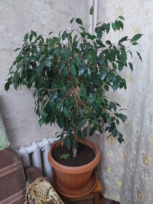 Фикус Бенджамина