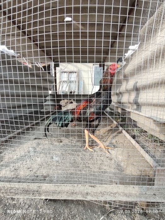 Куланги пара сотилади