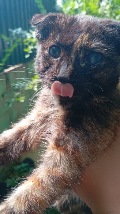 котенок в добрые руки