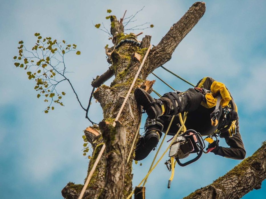 Спил деревьев(обрезка веток)