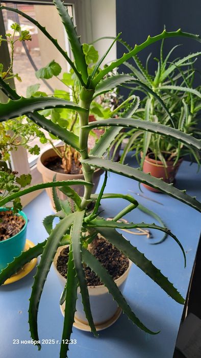 Алое цветок 2 .5 года