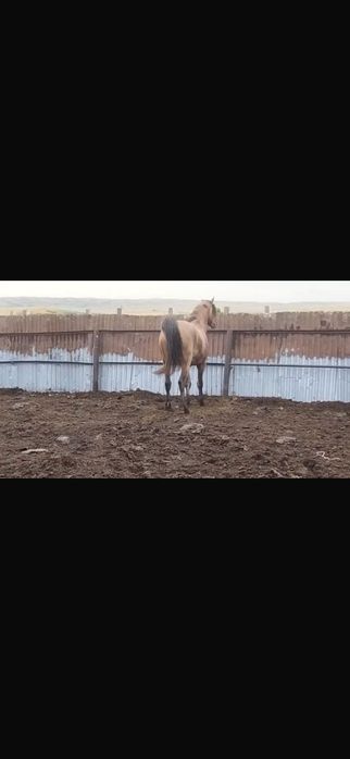 Продается жеребец 7 лет крупный