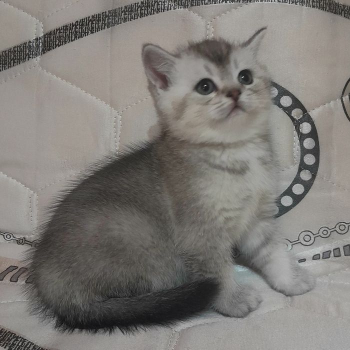 Продаются шикарные котята скотишстрайт,шиншилла.