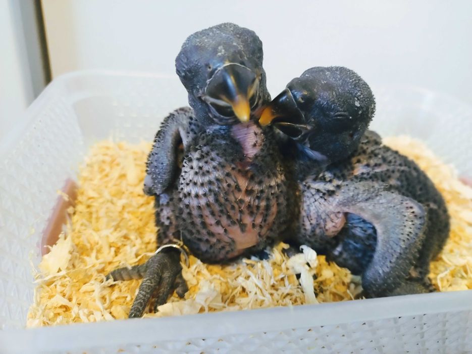 Папагали Еклектус