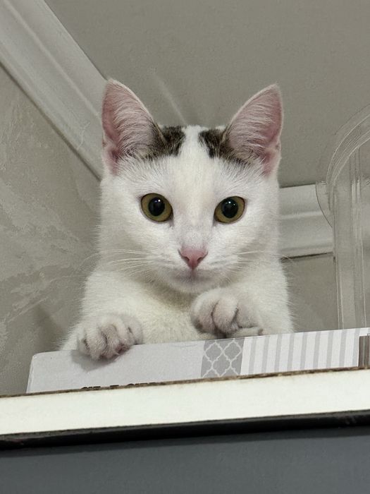 Отдам кошку в добрые руки