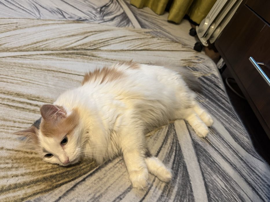 Отдам в хорошие руки