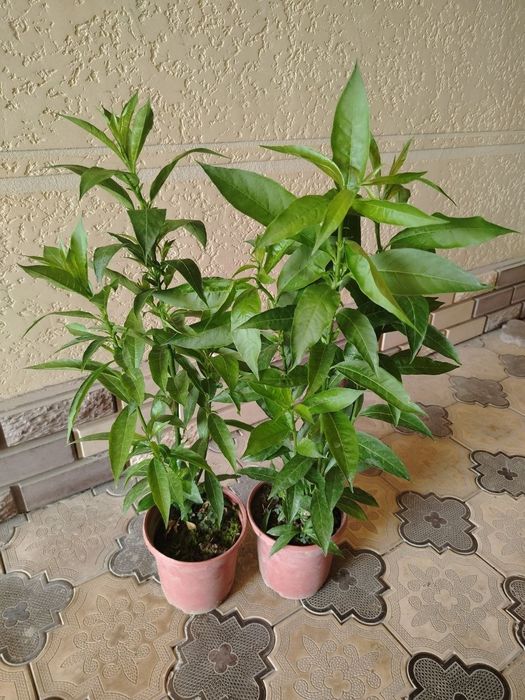 Комнатные растения, цветы, Honaki gullar, гуллар, сотилади