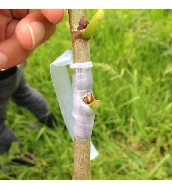 Пайвант ленталари. Payvand Lentalari.