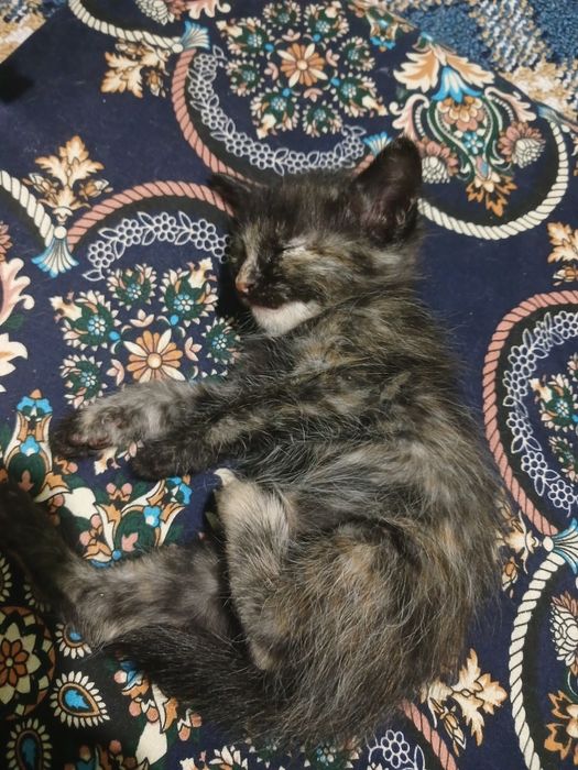 Maktab qizlari bilan onlayn porno