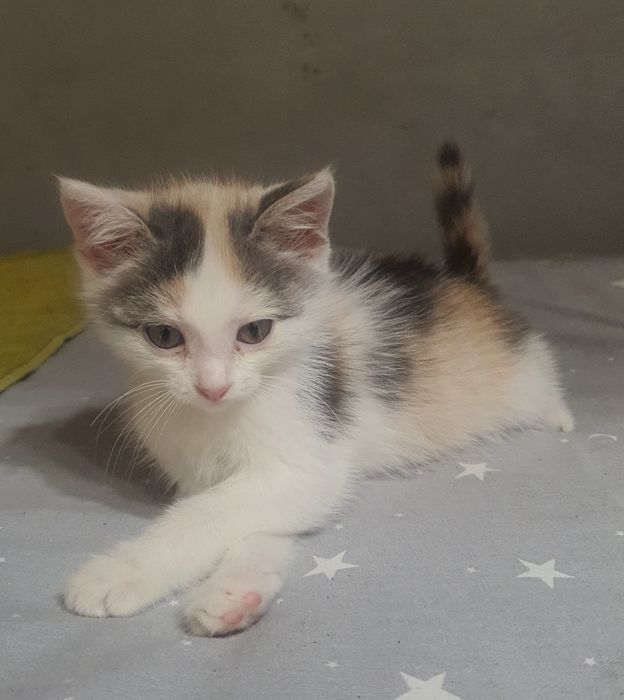 Отдам котёнка девочку