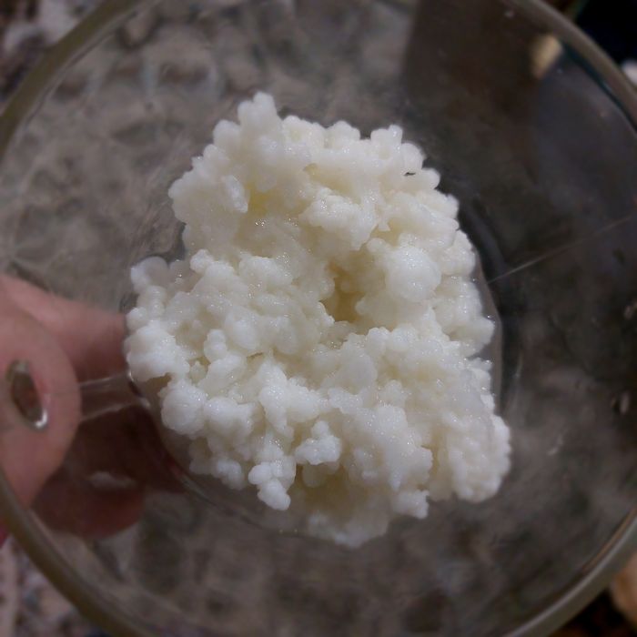 Молочный (кефирный ) гриб