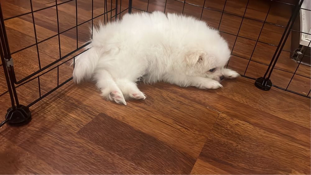 Немецкий шпиц миниатюрный