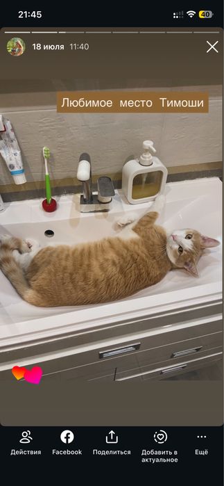 Отдам кота в добрые руки