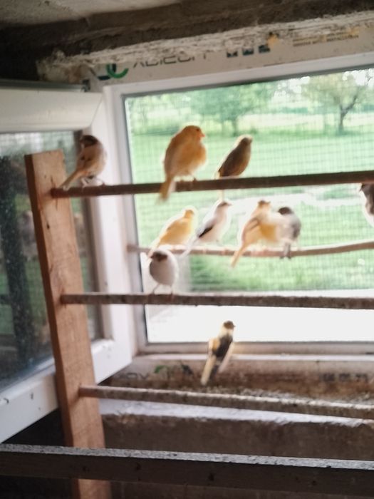 Vând canari timbrado