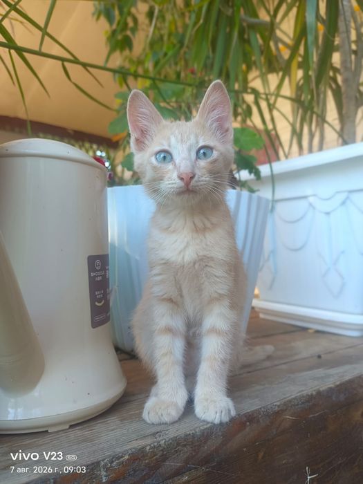 Котята мальчик и девочка