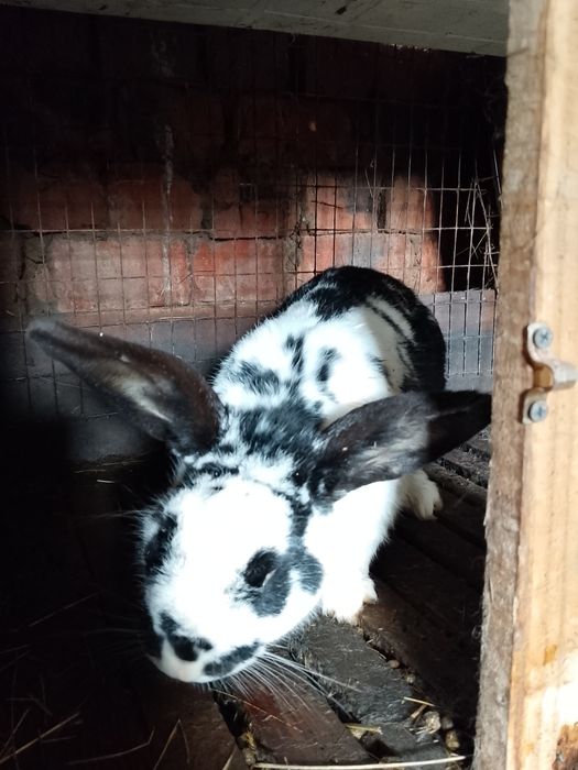 Продам кроликов разных возрастов.