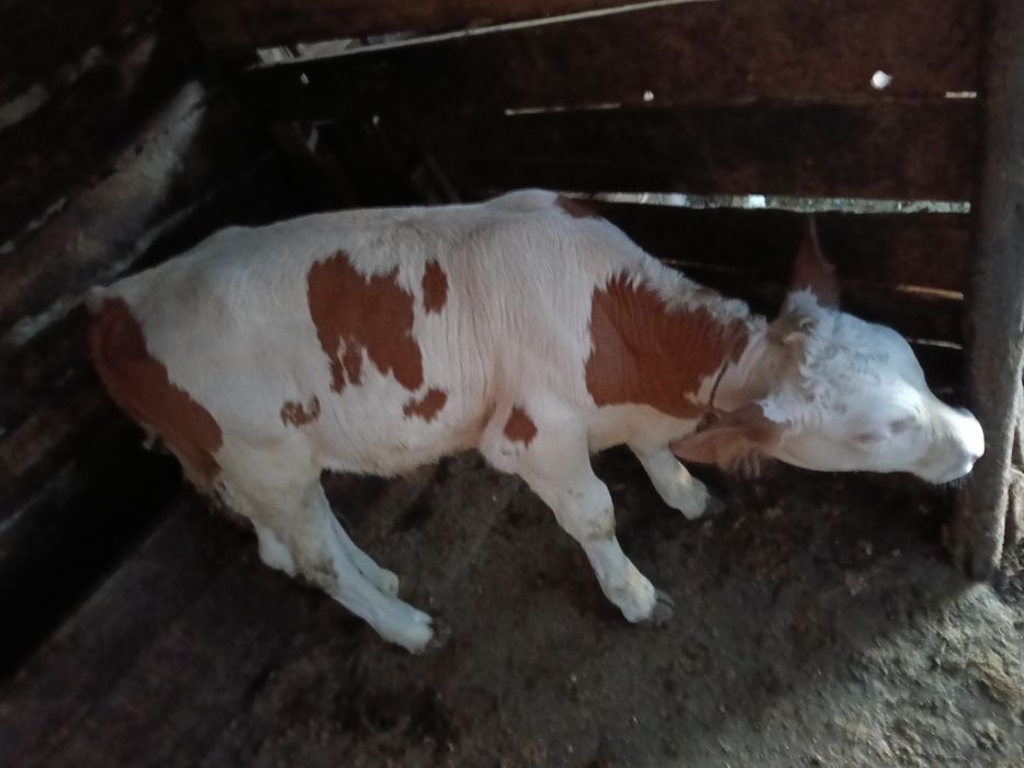 Vând vițel bălțat românesc