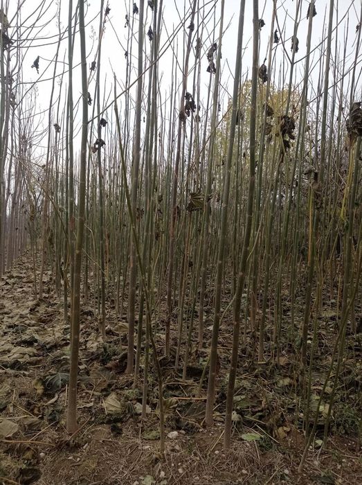 Павлония кучатлари бор.