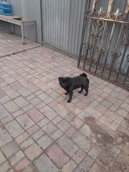 Продам мопса кабель