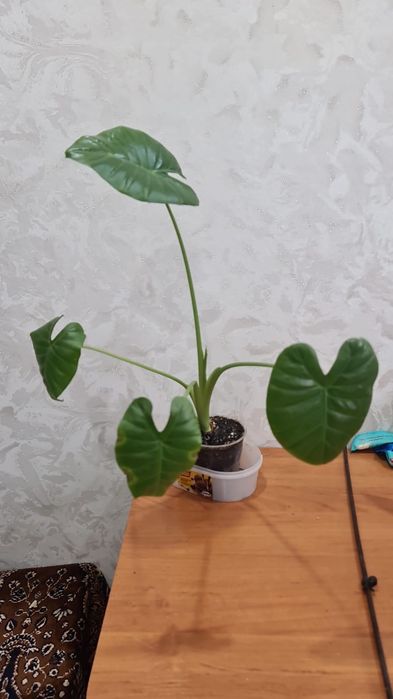 Продам  цветочки