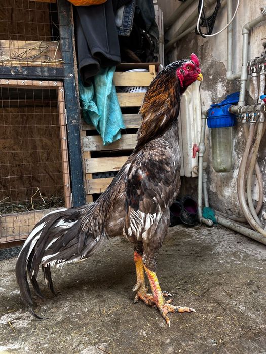 Чистоган дакан на продажу