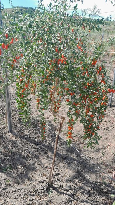 Fructe proaspete Goji (Lycium Barbarum)