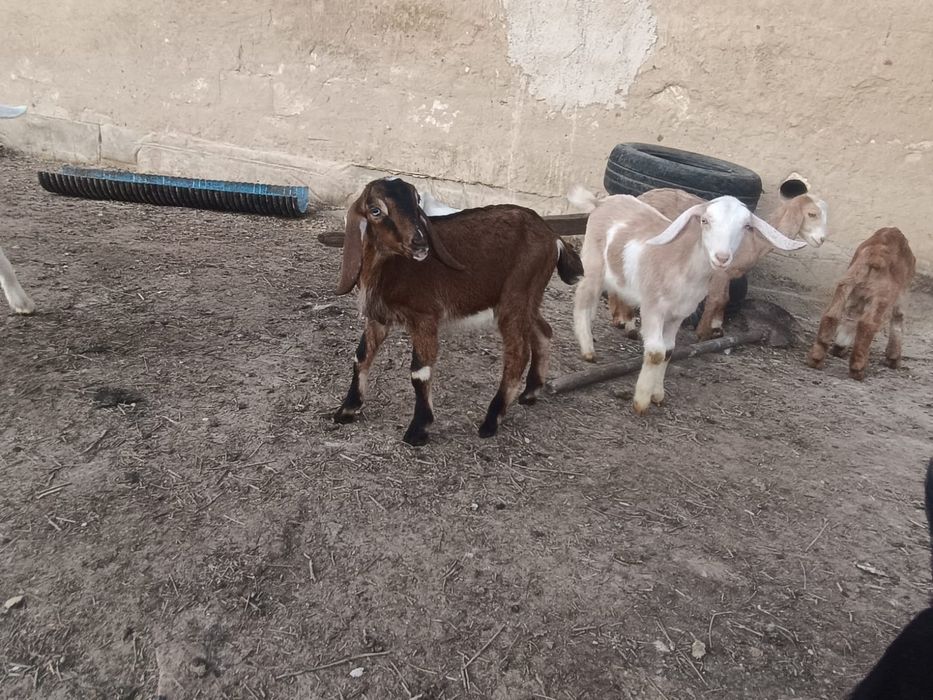 Продам козлят и козликов