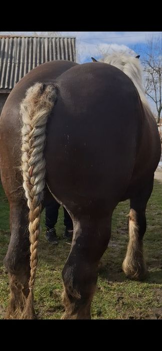 Vand sau schimb o iapa si un harmasar