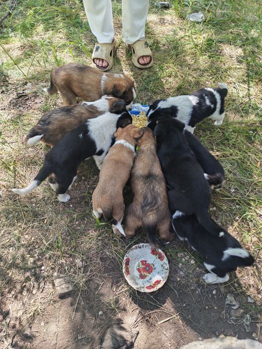 Отдам щенков дворняшки