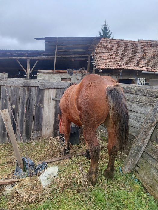 Vând mânz  cuminte