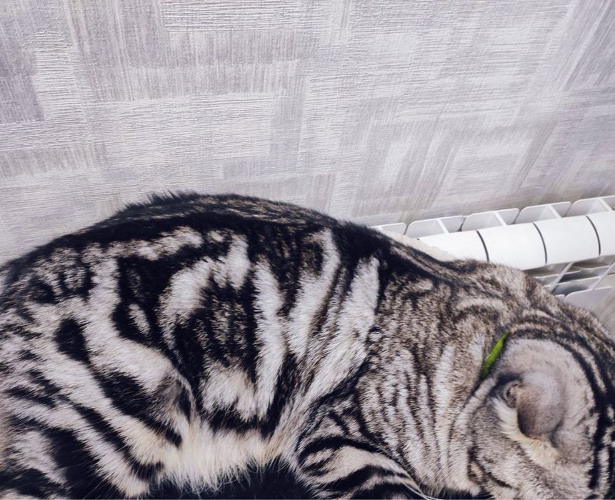 Британская порода