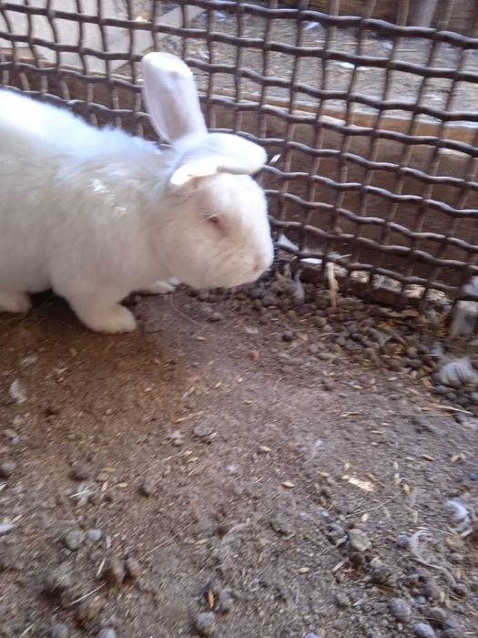 Продам кролика-самца паннона