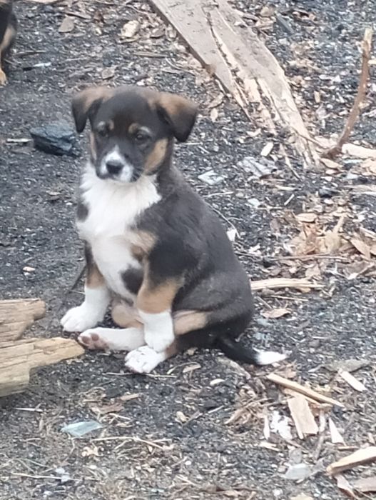 Отдам щенков в хорошие руки