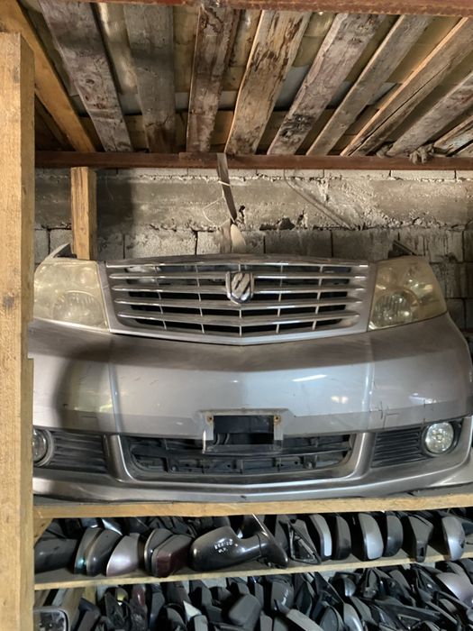 Ноускаты(мини-морды) Альфард