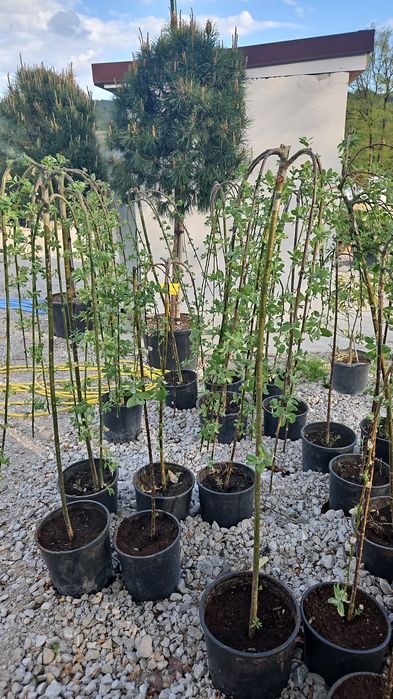 Tuia  leylandii plante ornamentale