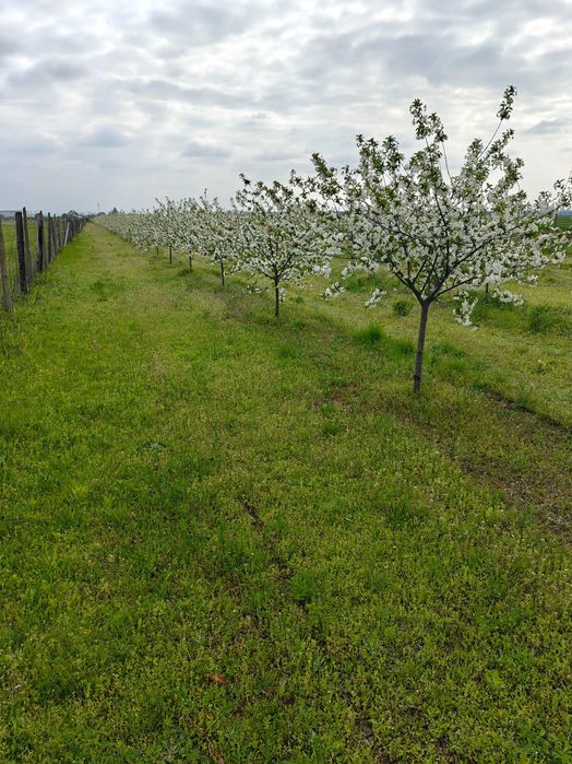 Vand livada 400 visini