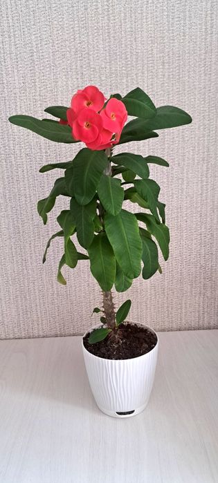 Продам молочай миля